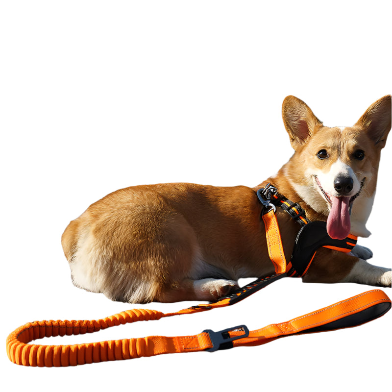 Reflective Shock-Absorbing Dog Leash