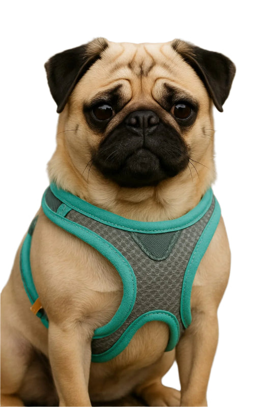 Dog Mesh Chest Harness