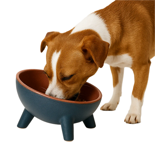 Dog Bowl